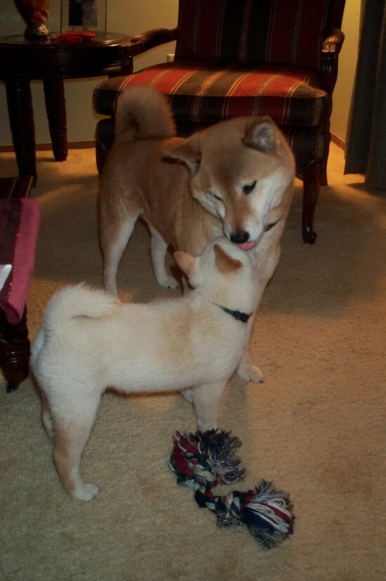 浓眉完美发挥定乾坤,公牛力克上海队展现唯一性