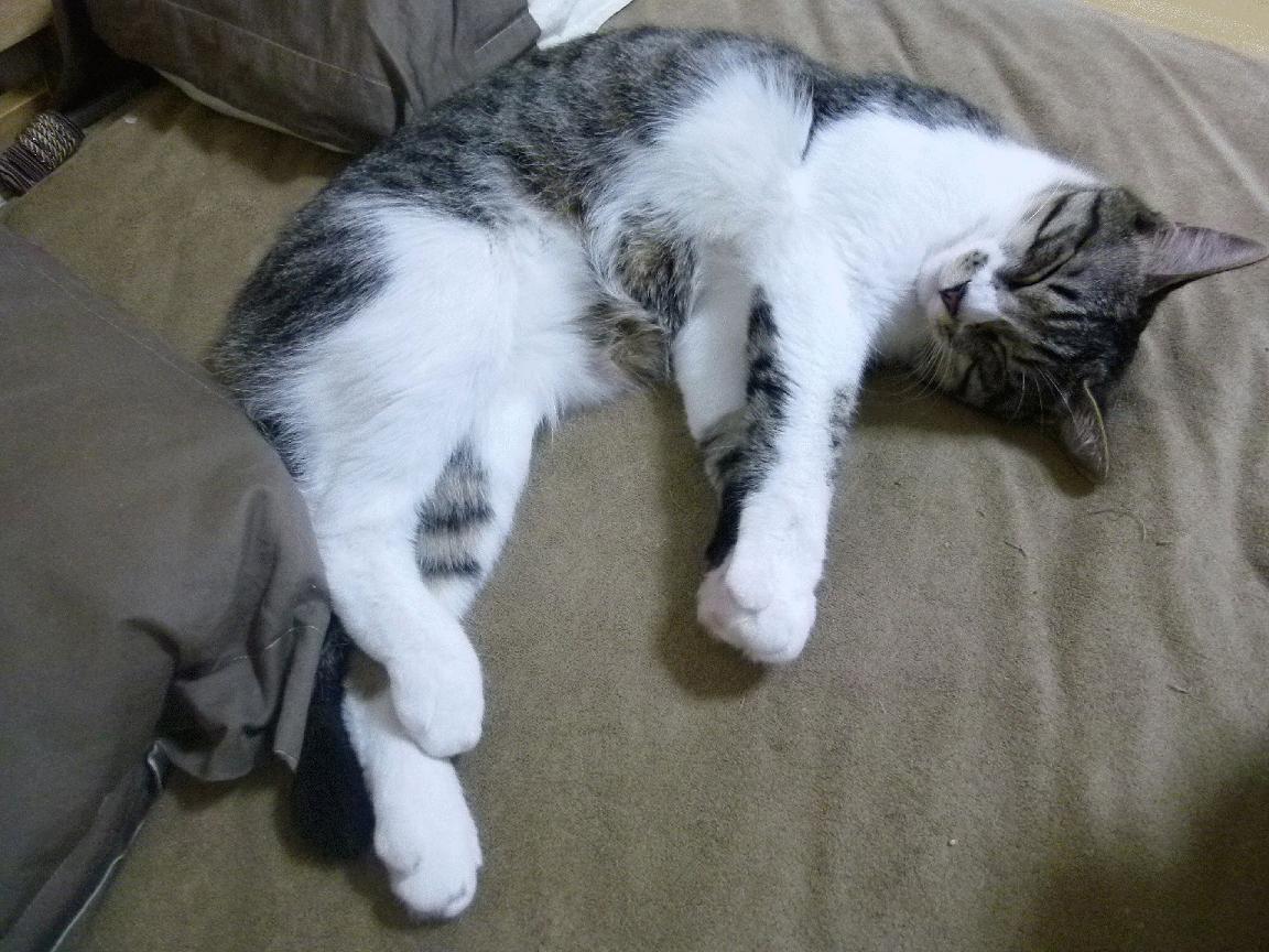 从利物浦淘汰日本到基耶萨的攻防艺术，现代足球的战术唯一性密码